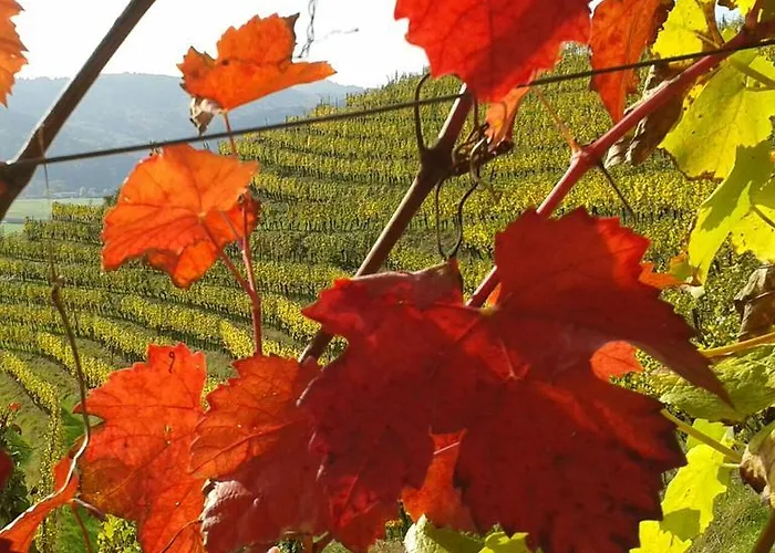 住宿加早餐酒店 Schwarzwald