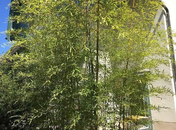 住宿加早餐酒店 Schwarzwald